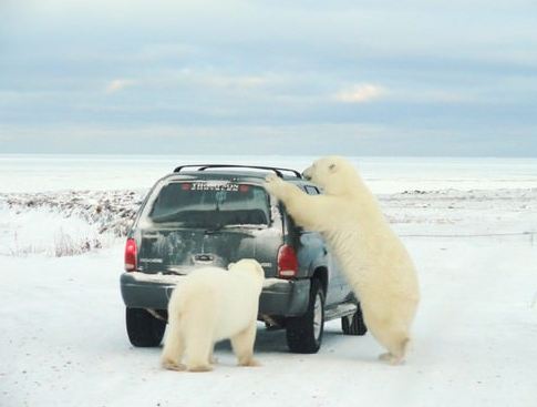 Polar Bears of Churchill in Canada